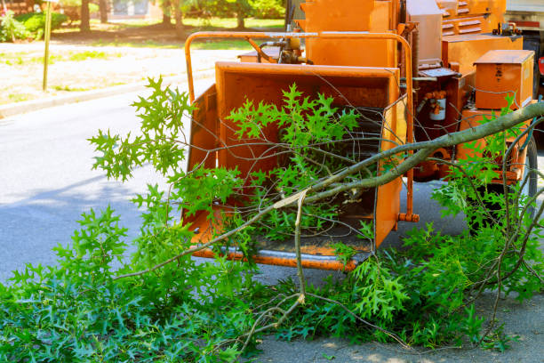 Large Tree Removal in Blue Hills, CT